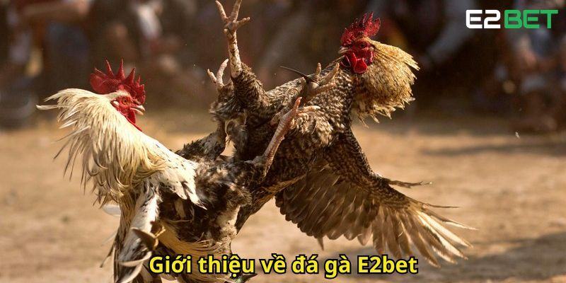 Gioi thieu ve da ga E2bet
