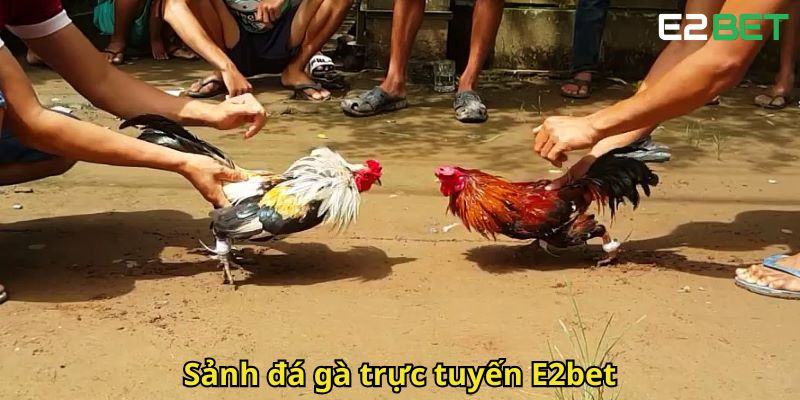 Sanh da ga truc tuyen E2bet