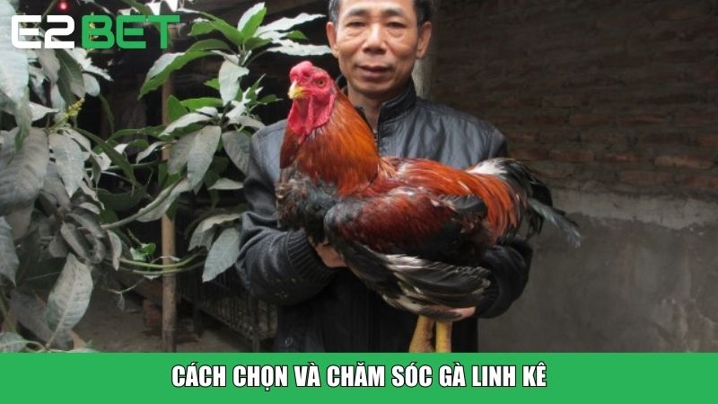 Cách chọn và chăm sóc gà linh kê