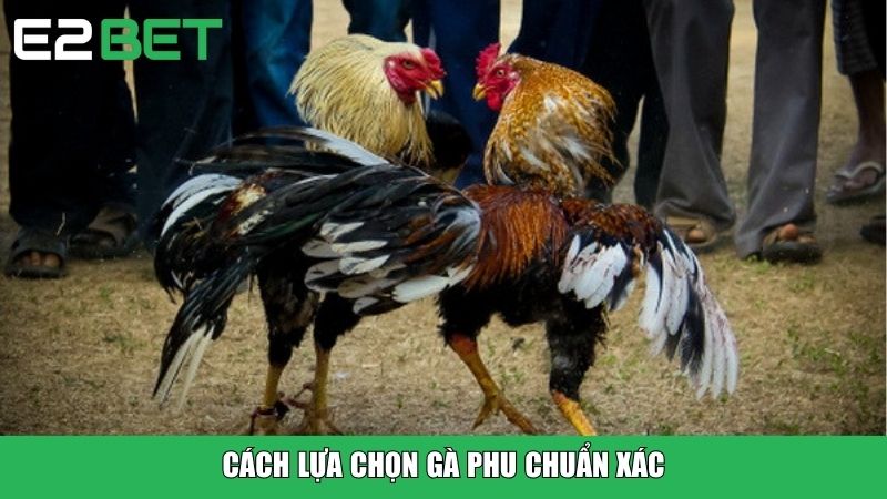 Cách lựa chọn gà phu chuẩn xác