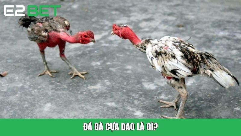 Đá gà cựa dao là gì?