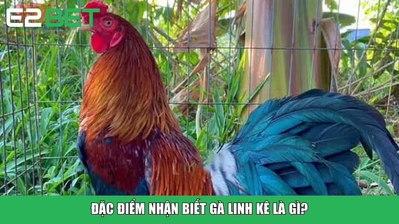 Đặc điểm nhận biết gà linh kê là gì?