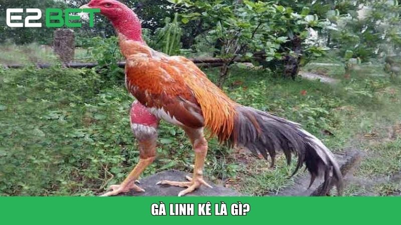 Gà linh kê là gì?