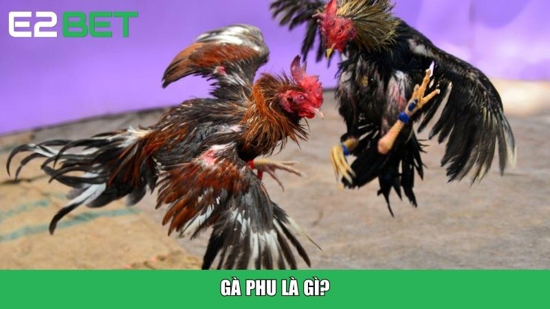 Gà phu là gì?