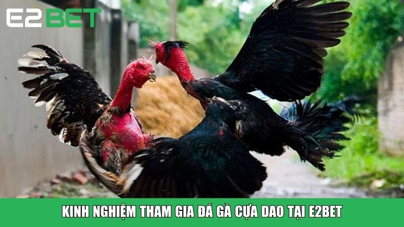 Kinh nghiệm tham gia đá gà cựa dao tại E2BET