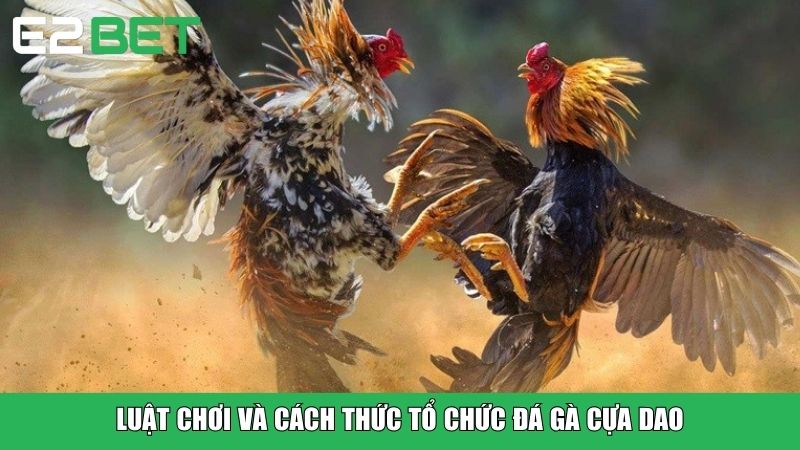 Luật chơi và cách thức tổ chức đá gà cựa dao