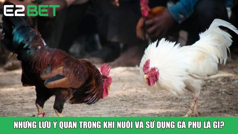 Những lưu ý quan trọng khi nuôi và sử dụng gà phu là gì?